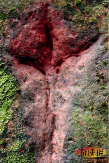 我国贵州赤水发现一亿年前珍奇恐龙足迹
