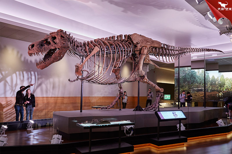 霸王龙骨架博物馆恐龙骨架化石模型